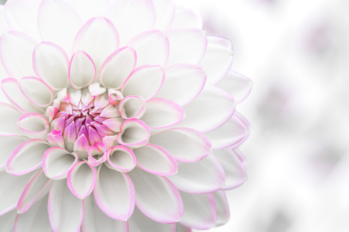 A full frame close up image of the flowering head and tightly packed petals of a pink and white dahlia flower with copy space