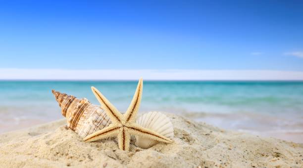 夏のコンセプト、砂浜のビーチ、シェルとヒトデます。