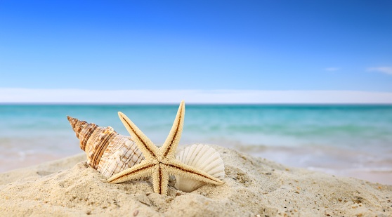 Starfish on top of each other in the form of Christmas tree on sand with blue boards. Concept New Year, vacation, beach. Copy space