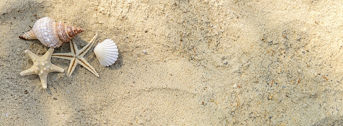 Sandy beach with seashells for banner design