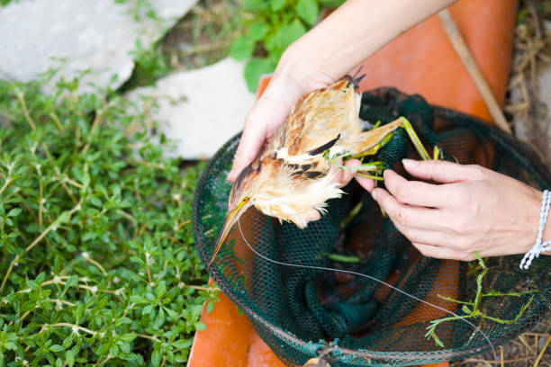 Rescuing Thai asian heron bird captured at angling rod