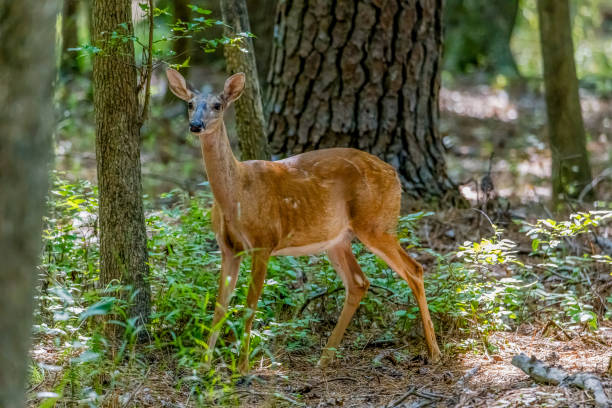 istock White-Tailed Deer Standing in the Woods 1612148908