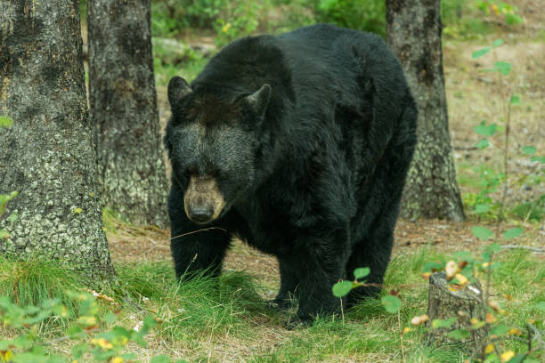 istock Black Bear Roaming through the Woods 1612149957