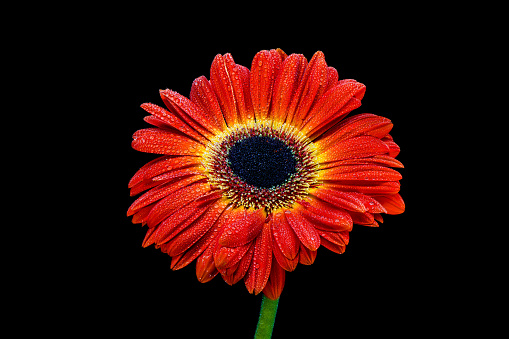 Gerbera Daisy on Black Background.