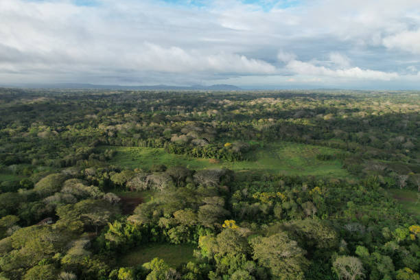 istock Big farm meadow with new trees 1612157503