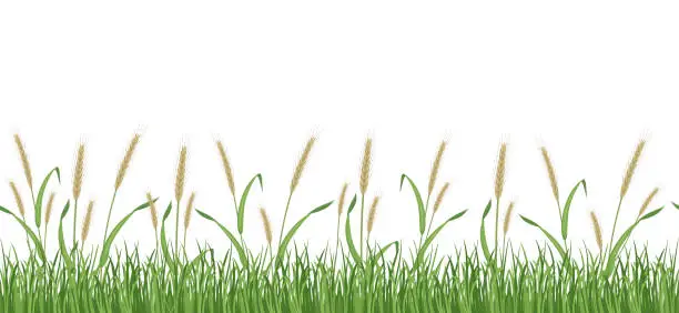 Vector illustration of Rye field seamless border. Wheat pattern for packaging. Green ears in the grass on a white background