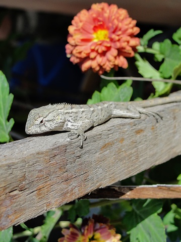 Chameleon in Garden