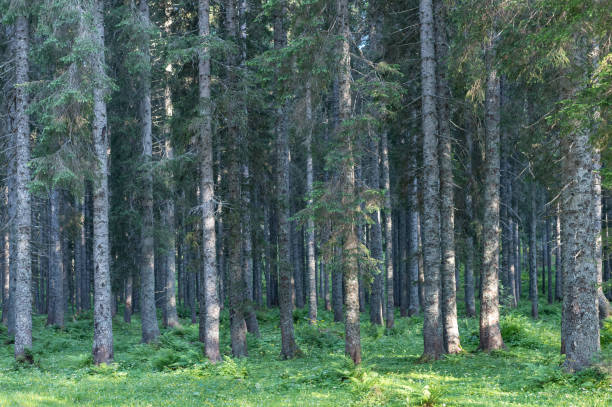 istock Pokljuka Spruce Forest (Slovenia) 1612167950