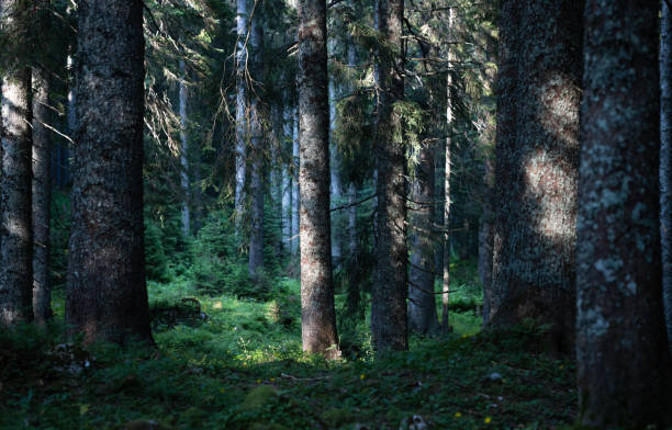 istock Pokljuka Spruce Forest (Slovenia) 1612167951