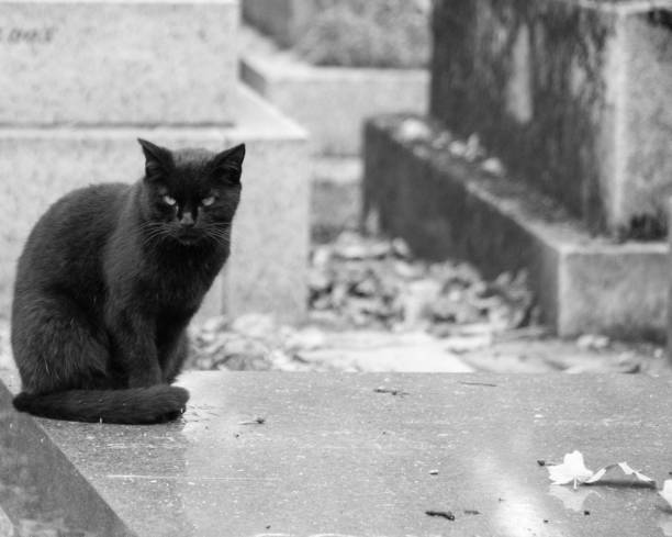 Black cat in a cemetery