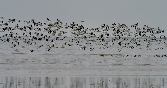 A large flock of American Avocets (Recurvirostra americana) taking flight over Bolivar Peninsula, Audubon Shoreline Sanctuary.  This remarkable habitat is under threat of development by Johnson Beach Development LLC.