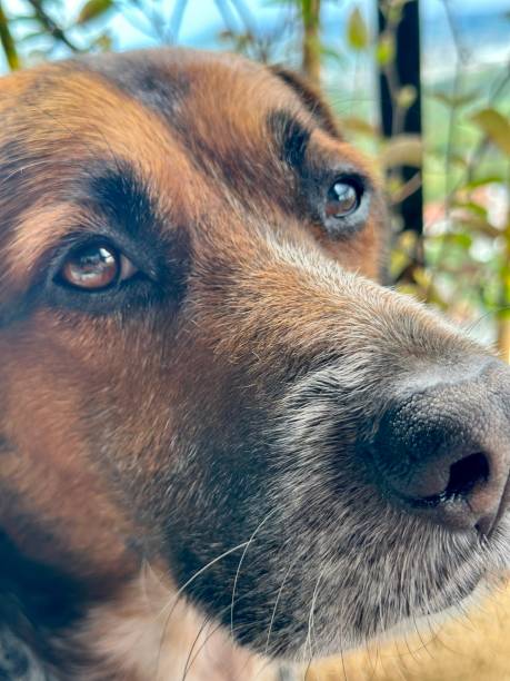 istock Loyal eyes of multi colored mixed breed dog 1612195980