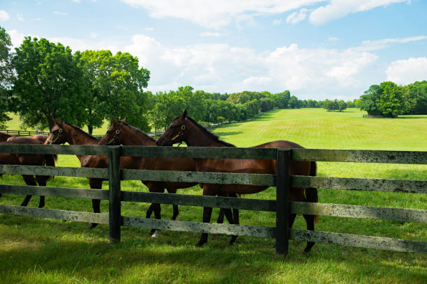 istock Horses at fence 1612217165