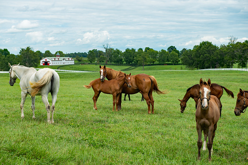 Horses grazing in a field on a horse farm