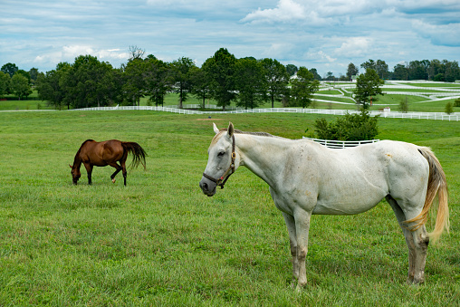 A white horse in a field