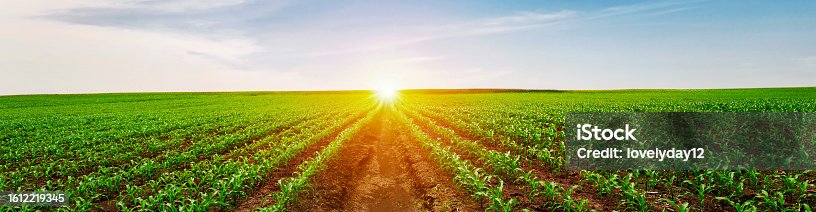 istock Green corn field with rural sunset 1612219345