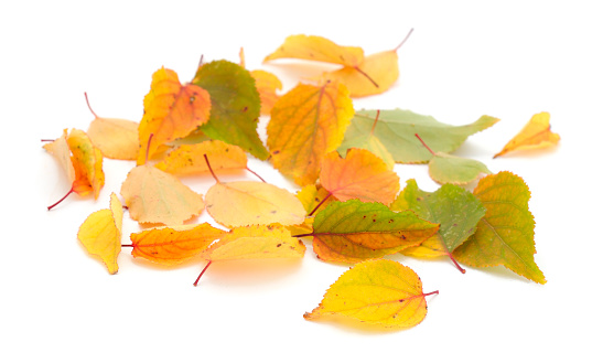 Autumn falling leaves isolated on white background.