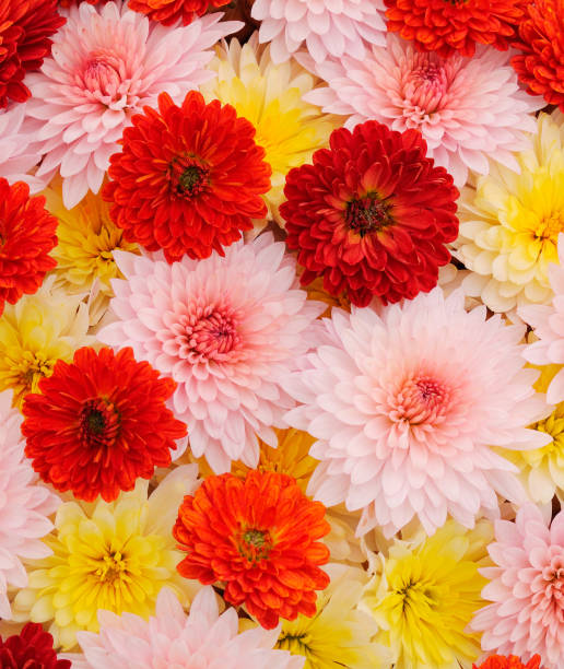 istock Flowers of chrysanthemum. 1612229087