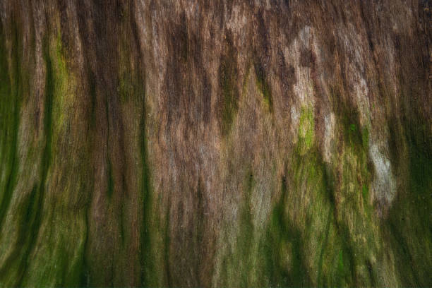 A detailed close-up of rugged tree bark covered in moss with lush ferns growing along the crevices. Rich greens and earthy textures evoke a damp, ancient European forest.