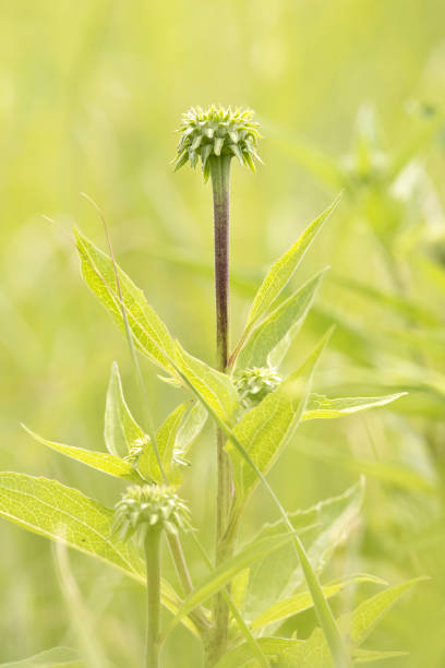 istock Echinacea flower bud in the prairie 1612264640