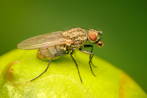Fly making bubbles to cool down with blurred background and copy space
