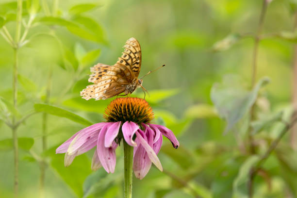 A fritillary butterfly at rest on a purple coneflower on a summer day in Iowa in the prairie, close up photo.