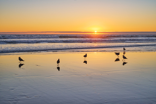 Seagulls on beach sund at atlantic ocean sunset with surging waves at Fonte da Telha beach, Costa da Caparica, Portugal