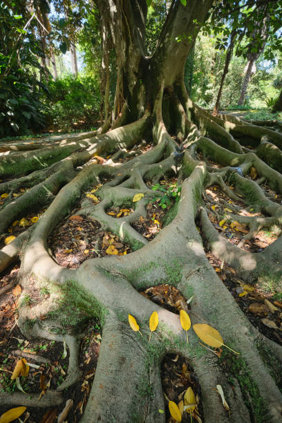istock Ficus macrophylla trunk and roots close up 1612277020