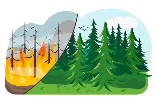 Forest before and after the fire. Forest fire. Changing of the climate. Forest restoration.