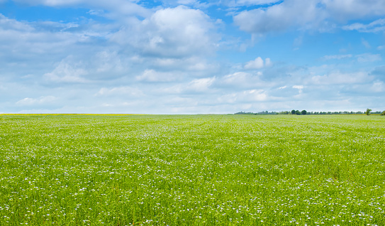 Field with blossoming flax and blue sky. Wide photo.