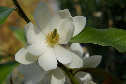 magnolia blossom
