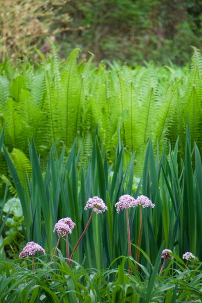Umbrella plant (Darmera peltata) and  Ostrich Fern (Matteuccia struthiopteris) by the pond Umbrella plant (Darmera peltata) and  Ostrich Fern (Ostrich Fern) in the pond garden. peltata stock pictures, royalty-free photos & images