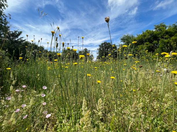 istock yellow flowers in a wild meadow 1612334504