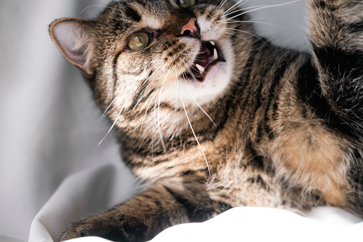 A close up of a cat yawning with her mouth wide open.