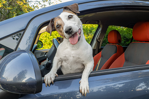 Dog. Jack Russell terrier. Smiling purebred dog in the car. Road trip.
