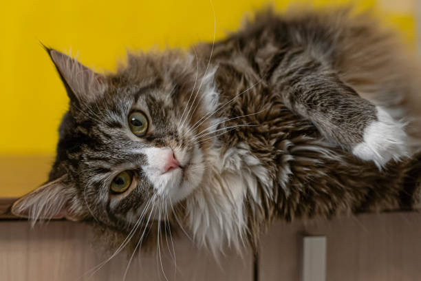 istock A Maine Coon cat. Fluffy purebred cat. Pets 1612353841