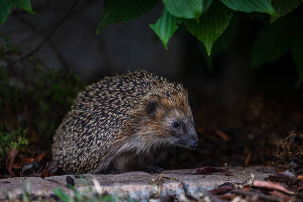 A hedgehog is looking for food at dusk stock photo