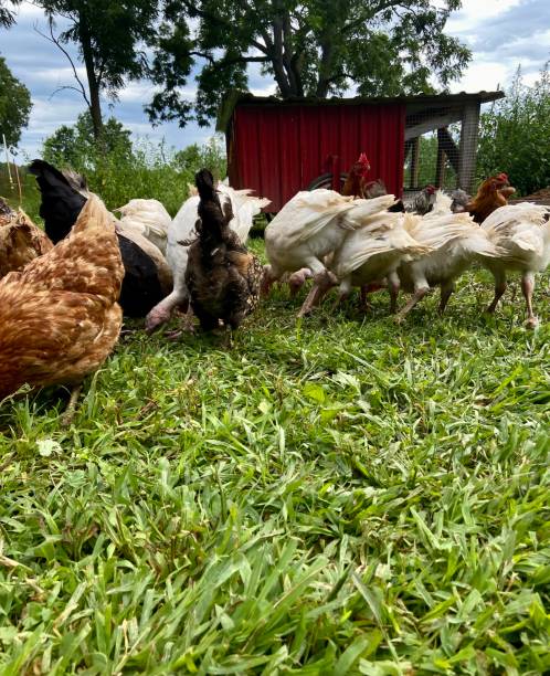 istock Group of chickens and turkeys eating 1612370080