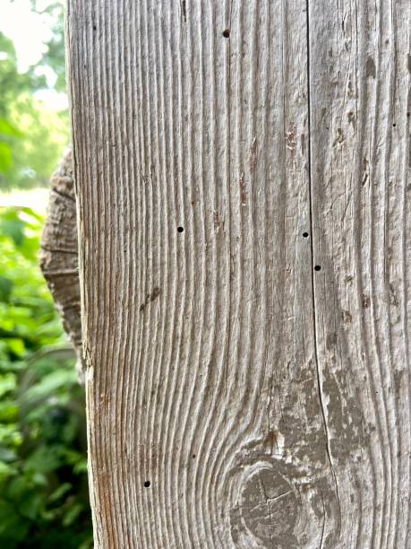 istock Small insect holes in wood 1612370085