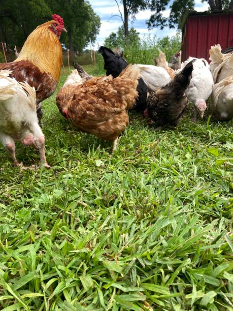 istock Group of chickens eating in the grass 1612370624