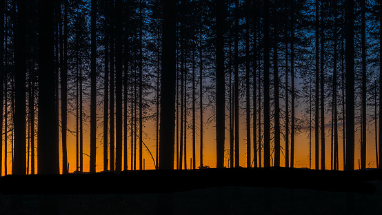 Silhouette of trees in sunset