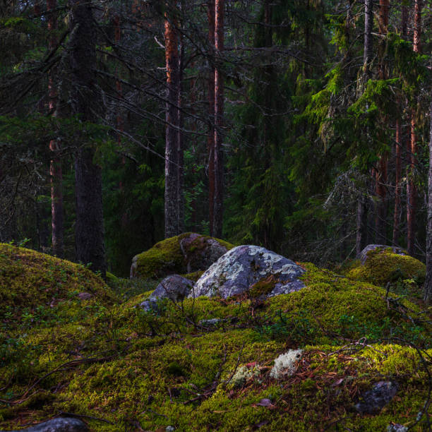 istock Moss covered rocks in the forest 1612386553