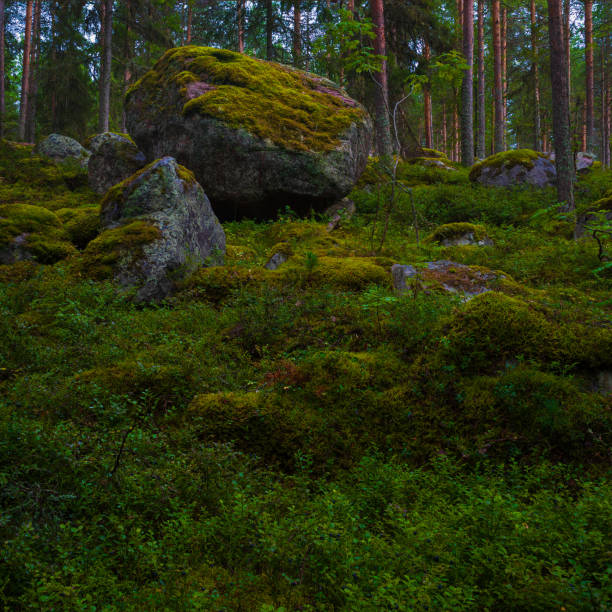 istock Moss on rocks in the woods 1612386558