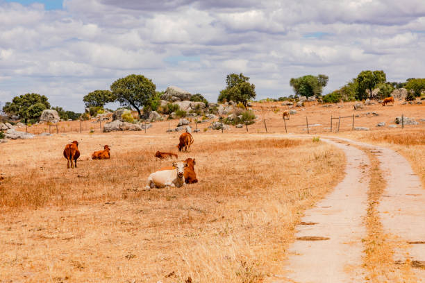 livestock farming on dry fields in hot alentejo, portugal - mantar ağacı stok fotoğraflar ve resimler