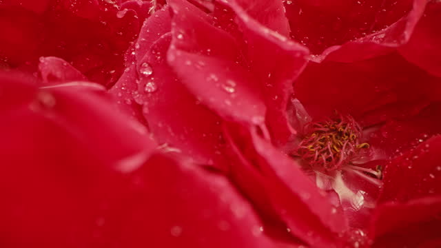 Rotating macro red wet roses bouquet, petals with dew drops. Floral concept.