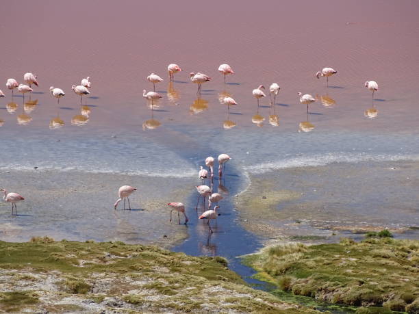 istock Many pink flamingos in a lagoon 1612402034