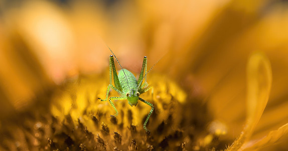 Macro of a tiny green grasshopper ( Omocestus Viridulus ) sitting in an orange blossom, looking  into the camera , large size