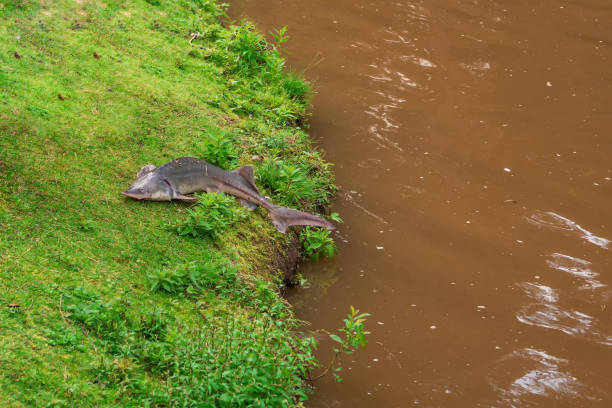 Big sturgeon is lying on a grassy bank. The fish jumped ashore. Breeding of sturgeon, fisheries. Big sturgeon is lying on a grassy bank. The fish jumped ashore. Breeding of sturgeon, fisheries. beluga whale jumping stock pictures, royalty-free photos & images