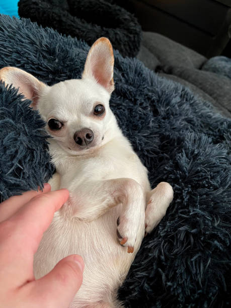 istock Chico the chihuahua getting petted 1612416158