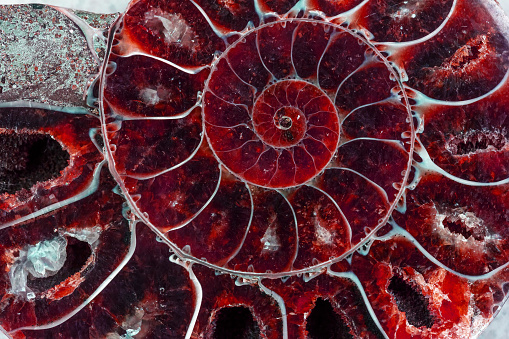 abstract red texture of ammonite with a golden section in a close-up section